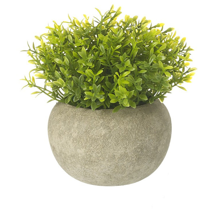 Small Green Plant in Pot